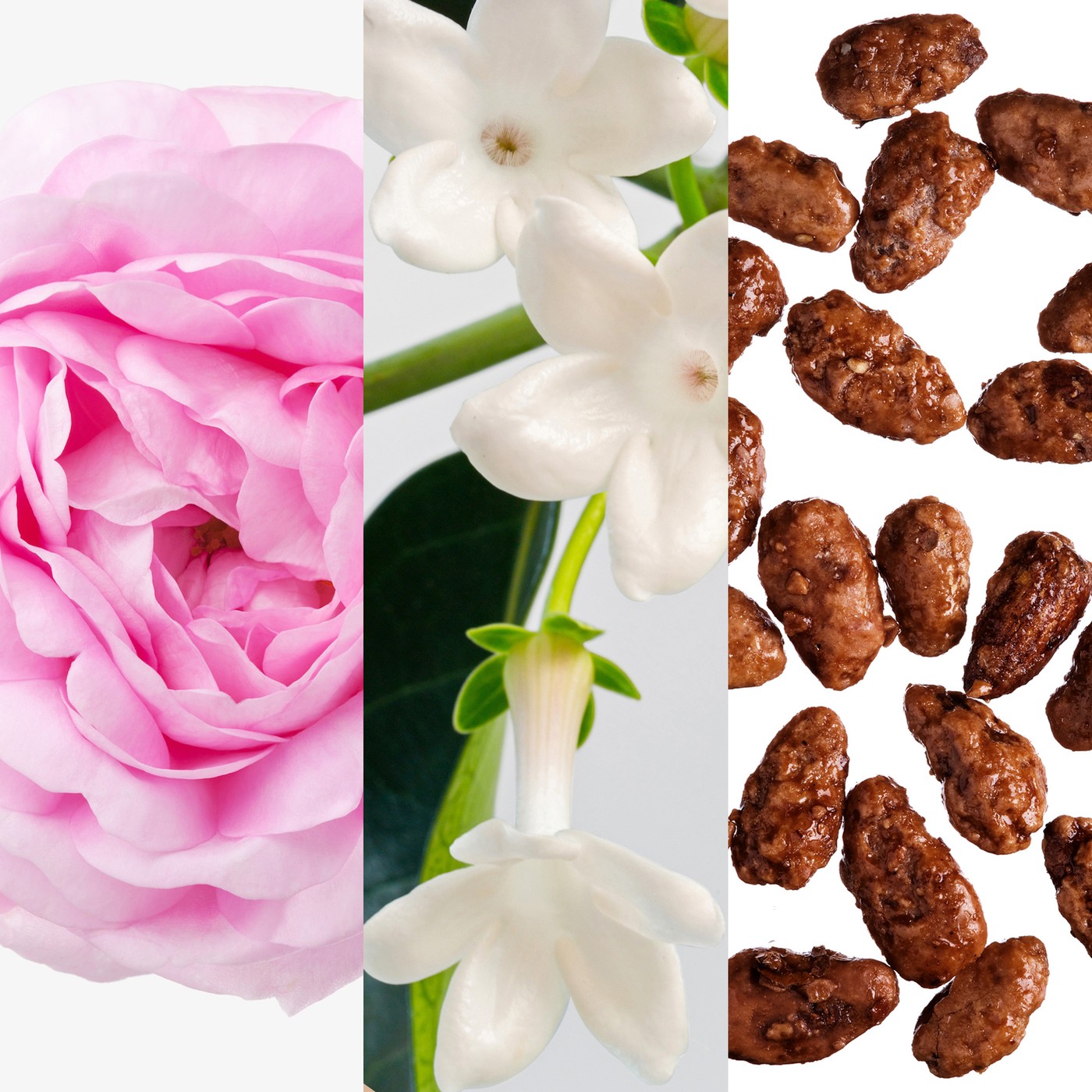 Rose, Jasmine and Praline
