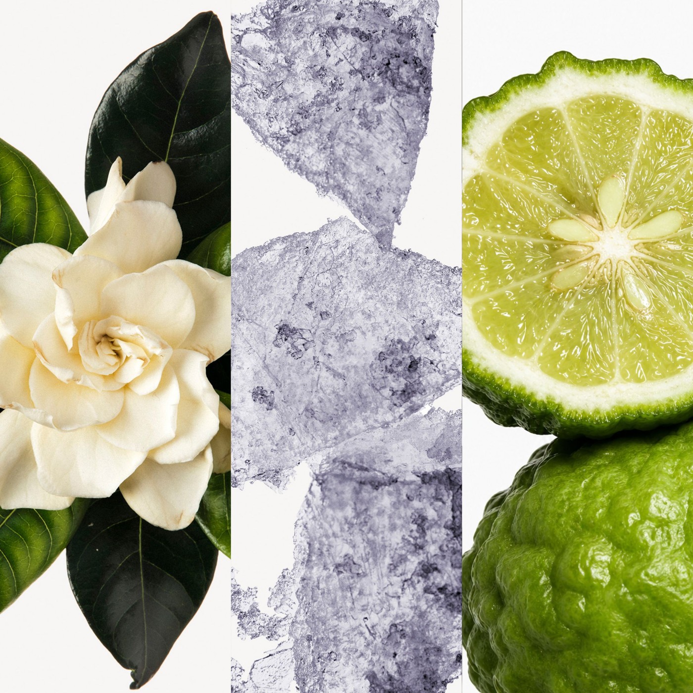 Gardenia, Jasmine, Musk