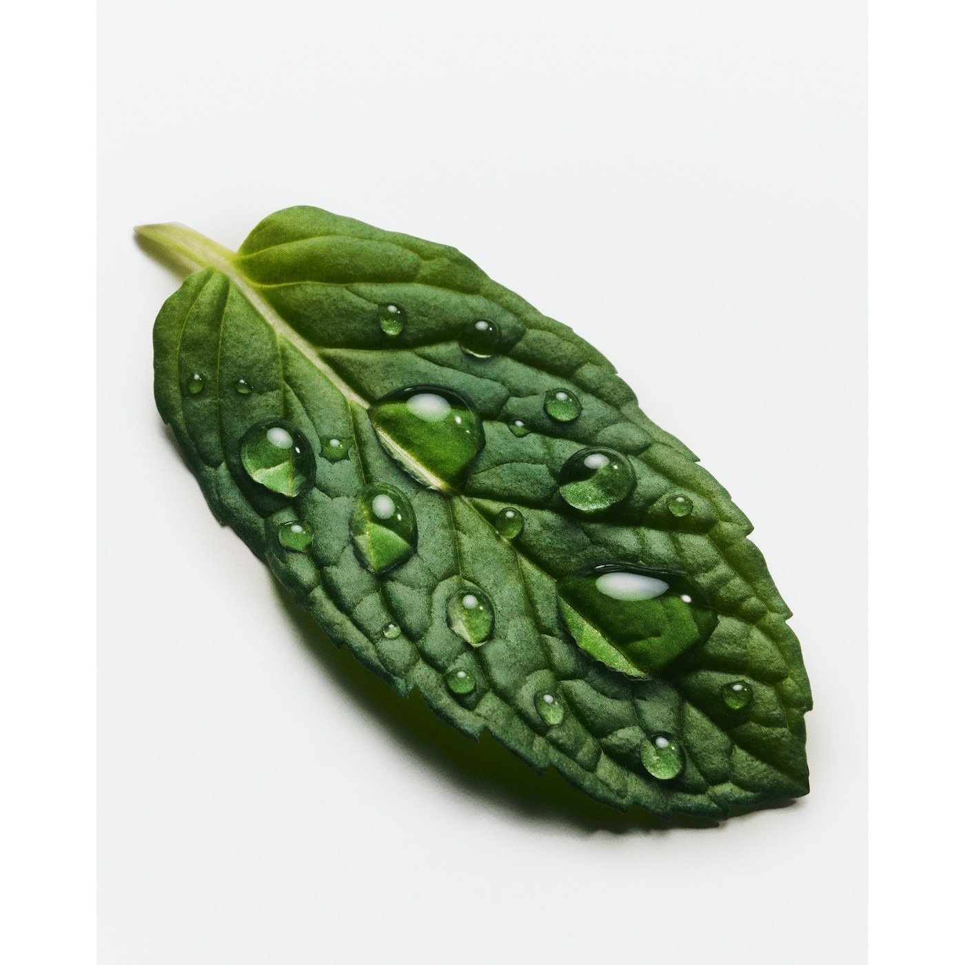 Pippermint