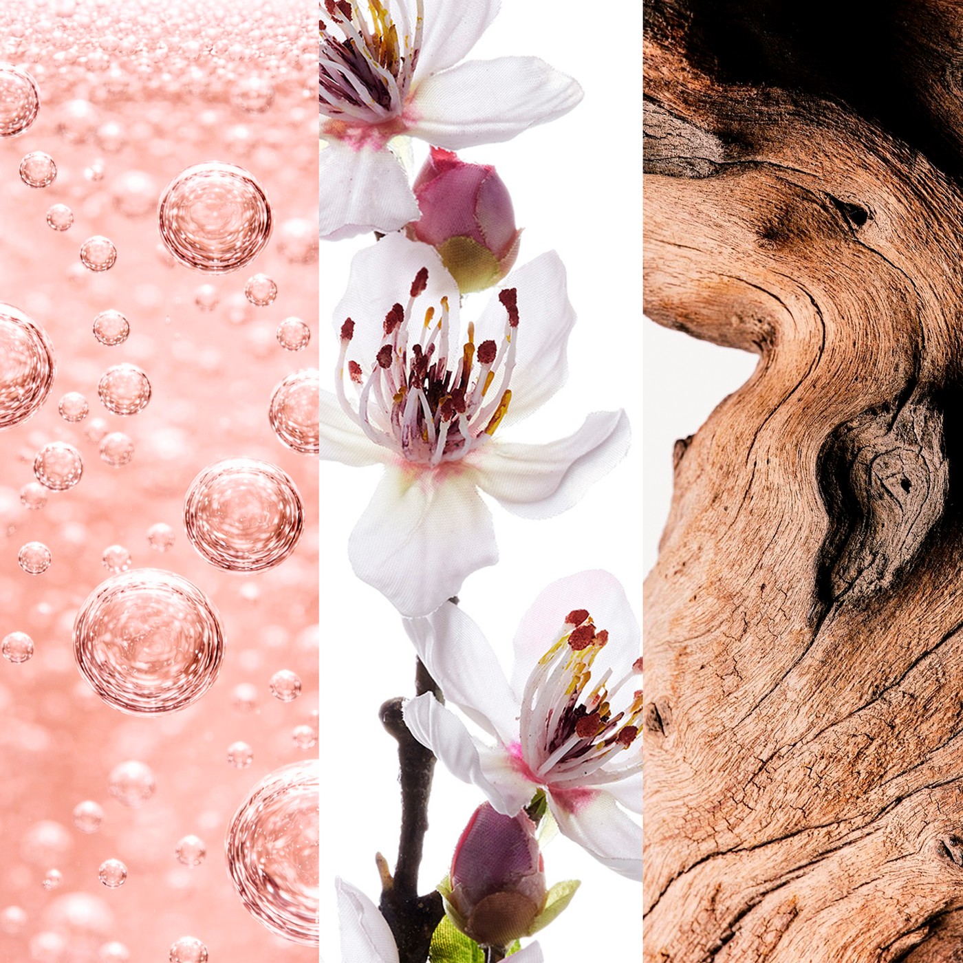 Champagne Rosé, Peach Tree Flower and Queenwood