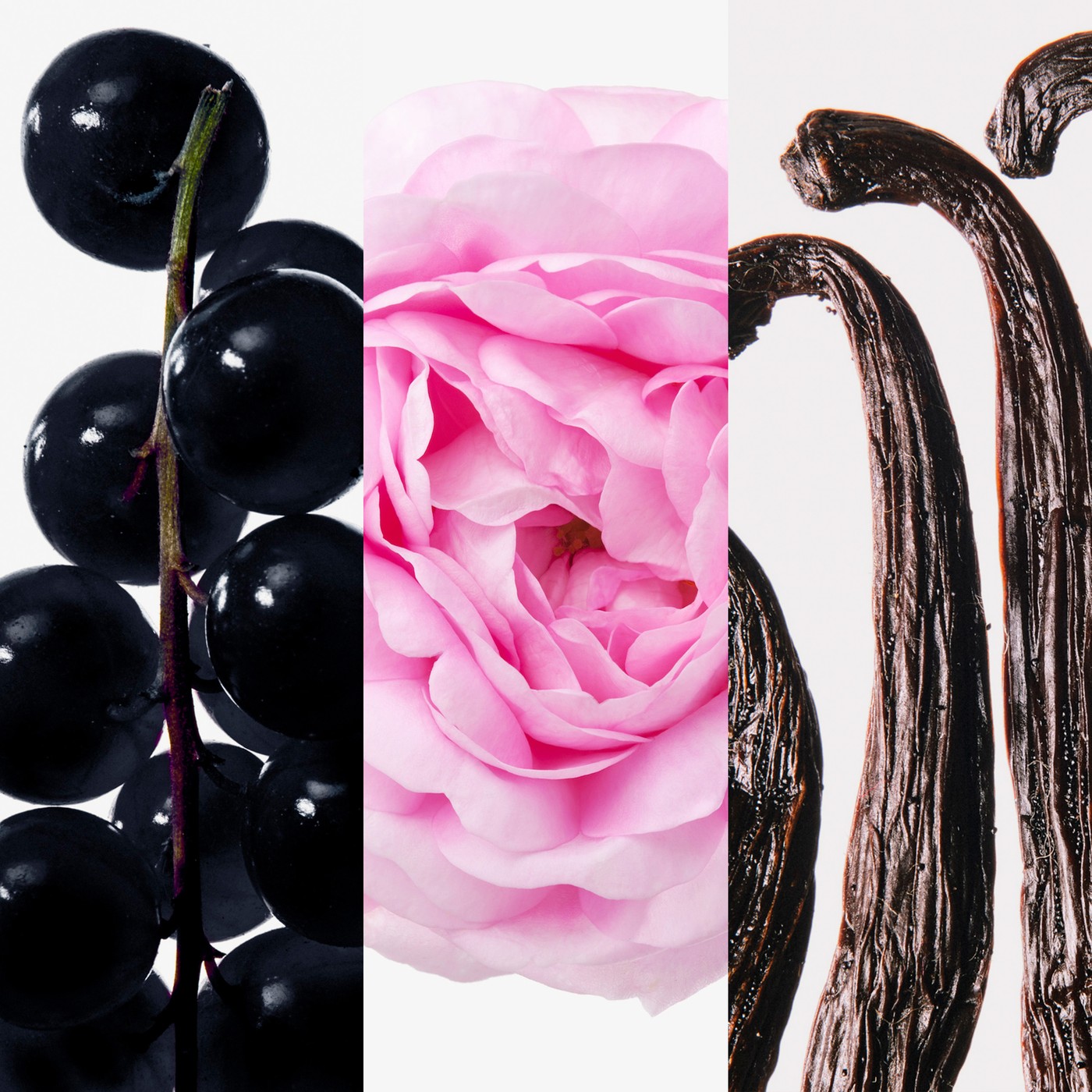 Parfum Rose Elixir Nouveau