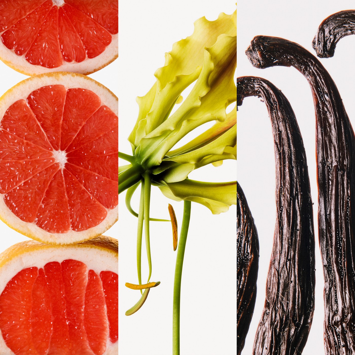 Wild Love Ingredients. Grapefruit, Ylang Ylang and Vanilla