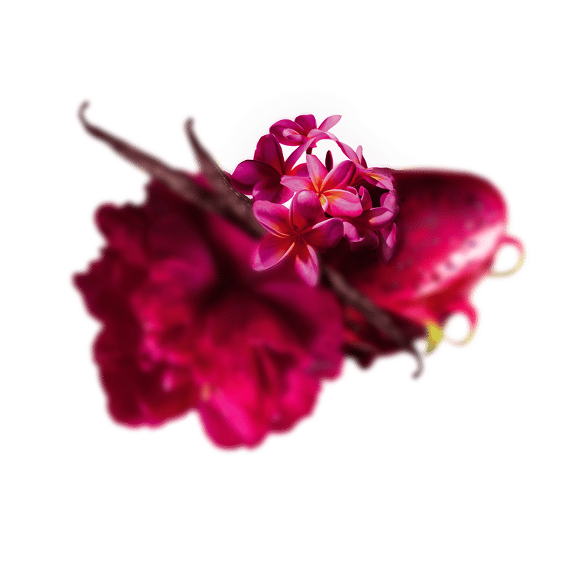 Frangipanier rouge