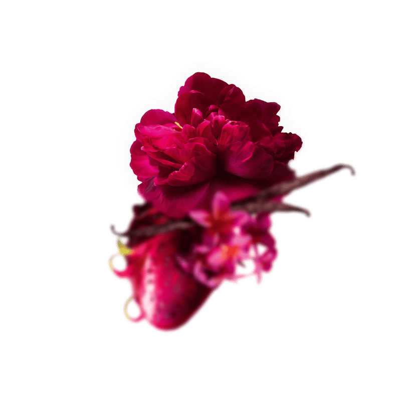 Pivoine cerise